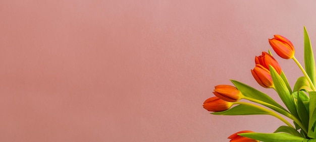 Photo bouquet of tulip flowers on pink background panorama flat laycopy spacepanorama