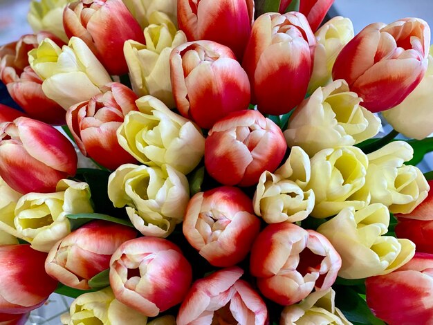 A bouquet of tulips close up beauty of nature