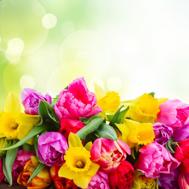 Bouquet of tulips and daffodils