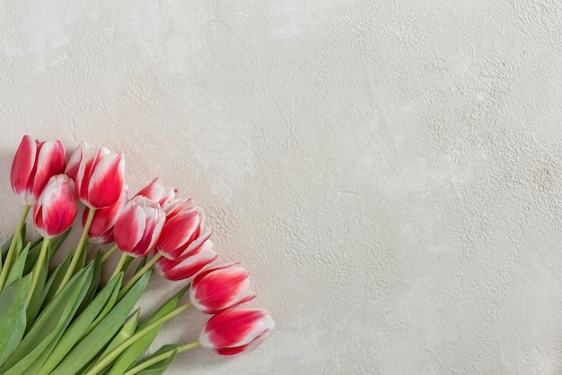 Bouquet of tulips for Mother's Day on a light concrete background with copy space