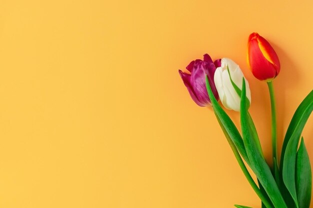 Bouquet of tulips on an orange background Concept mother's day easter spring love