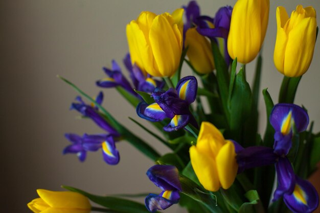 チューリップとスミレの花束は灰色の背景に対してです