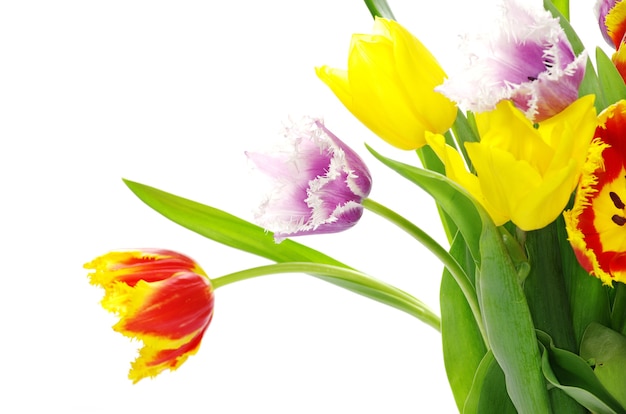 Bouquet of the tulips on white background