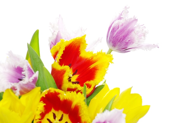 Bouquet of the tulips on white background