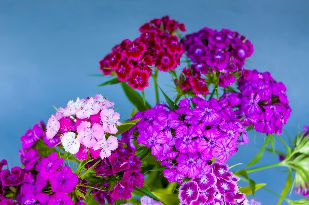 Photo bouquet of the turkish carnation flowers