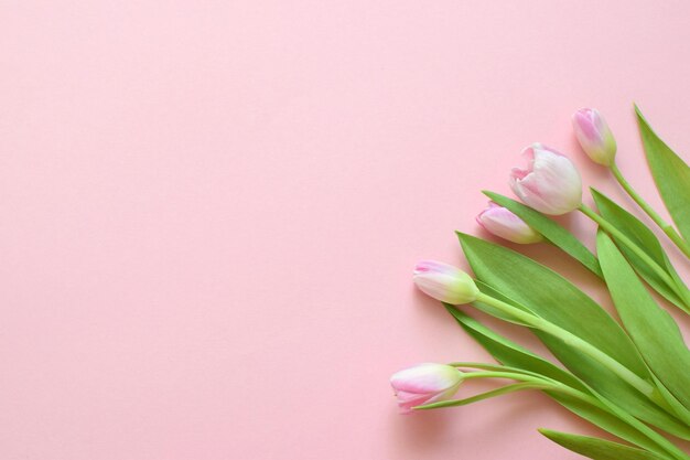 Bouquet van roze lente tulpen en plaats voor tekst voor Moedersdag of Vrouwen op een roze achtergrond