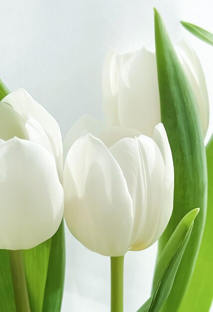 Bouquet van witte tulpen mooie bloemen concept