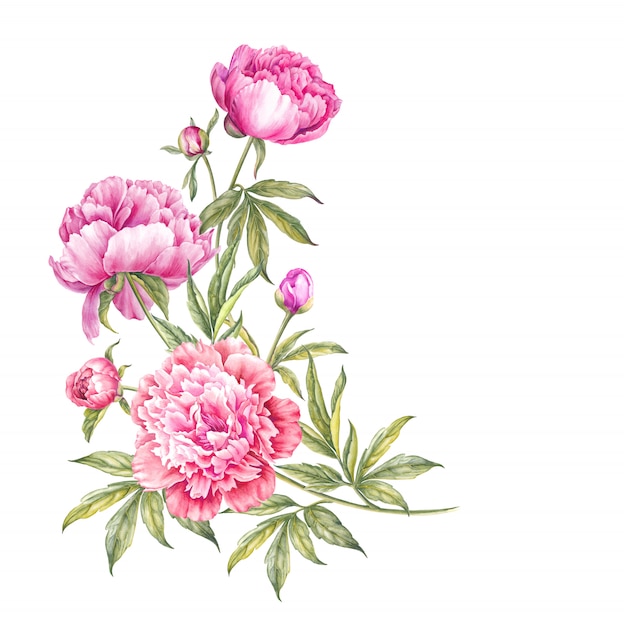 Bouquet of watercolor pink peonies.