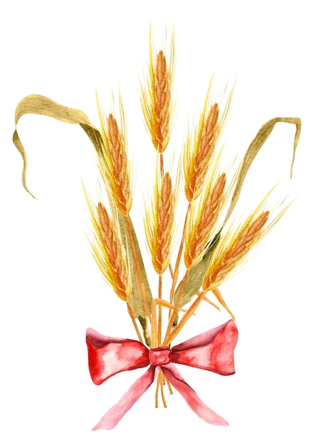 Bouquet of wheat ears with red bow watercolor illustration