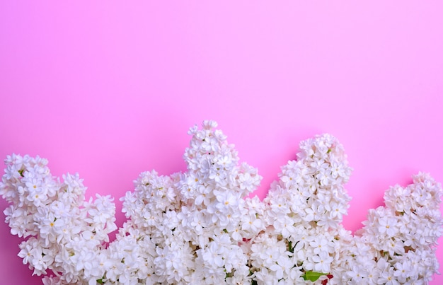 Bouquet of white blossoming lilacs on a pink background