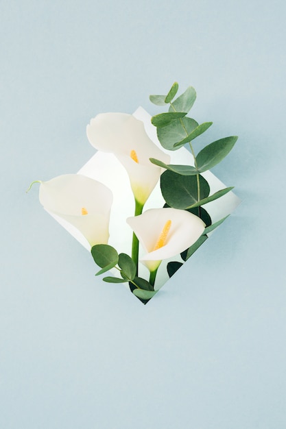 Bouquet of white callas and eucalyptus in  frame on blue