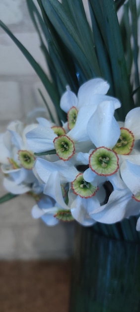 bouquet of white daffodils closeup