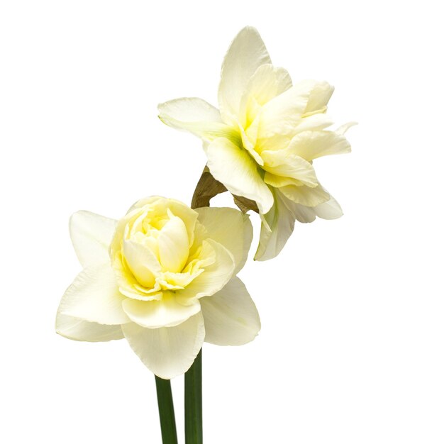Bouquet of white daffodils flowers isolated on white background Flat lay top view
