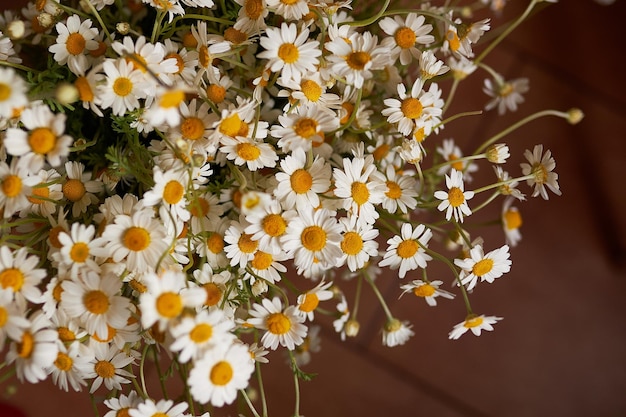 Bouquet of white daisies Photo for a holiday card Mothers Day Father's day