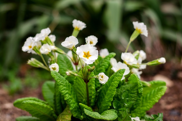 Bouquet of white flowers, on a flower bed in springtime.