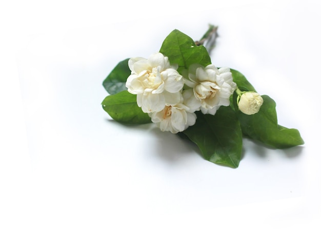 흰색 자스민 꽃다발은 흰색 배경에 놓여 있습니다.