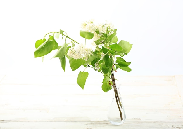 Bouquet of white lilac on a white background