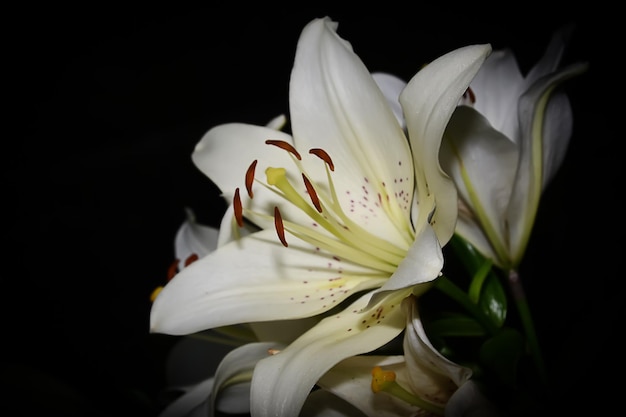 A bouquet of white lilies with a black background.