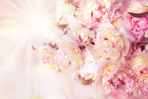 A bouquet of white peonies close-up. View from above.