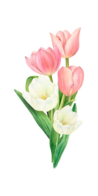 흰색과 분홍색 튤립 손으로 그린 수채화 그림의 꽃다발