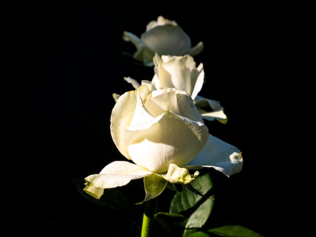 A bouquet of white roses flowers on a black background