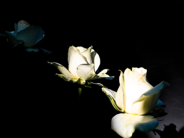 黒の背景に白いバラの花の花束