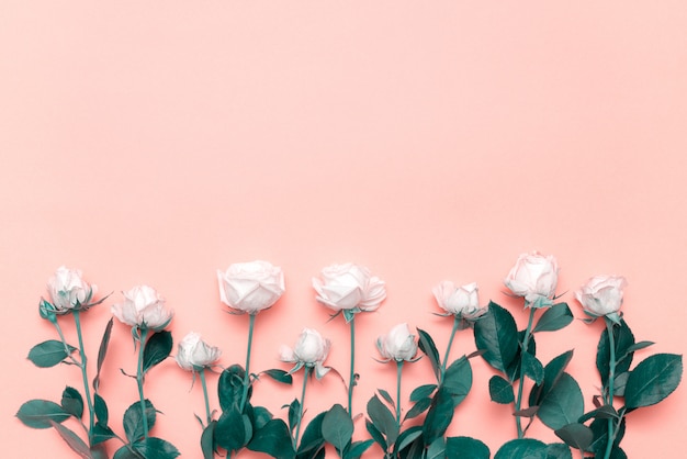 Photo bouquet of white roses on a pastel background