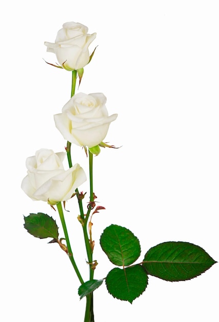 Foto bouquet rose bianche rose bianche isolate su sfondo bianco