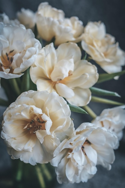 Foto bouquet di fiori di tulipano bianco che fioriscono in gran parte