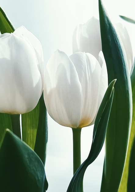 Bouquet of white tulips beautiful flowers concept