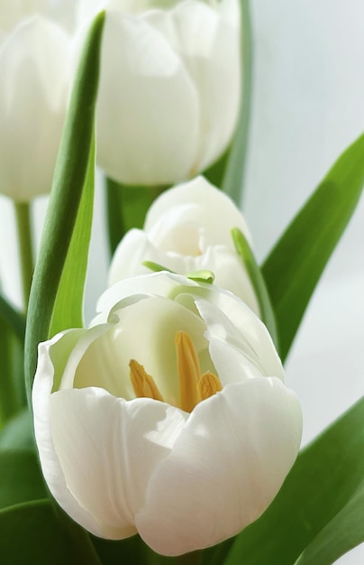 Bouquet of white tulips beautiful flowers concept