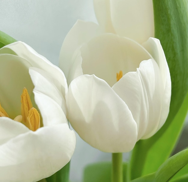 Bouquet of white tulips beautiful flowers concept