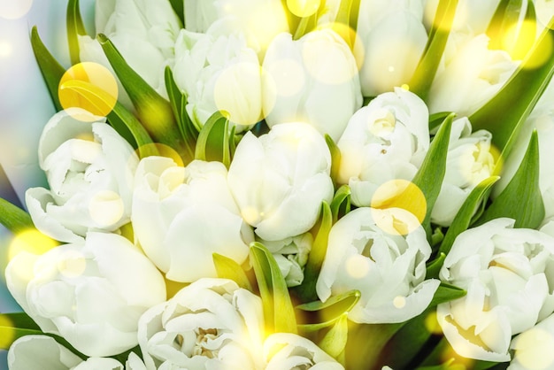 A bouquet of white tulips on a pastel green background Blooming flowers festive concept