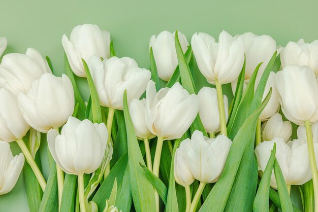 A bouquet of white tulips on a pastel green background Blooming