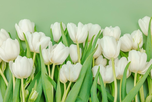 Photo a bouquet of white tulips on a pastel green background blooming