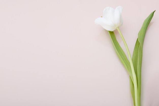 Bouquet of white tulips on pink 