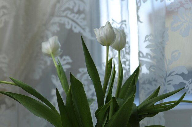 Bouquet of white tulips in a vase on the table by the window