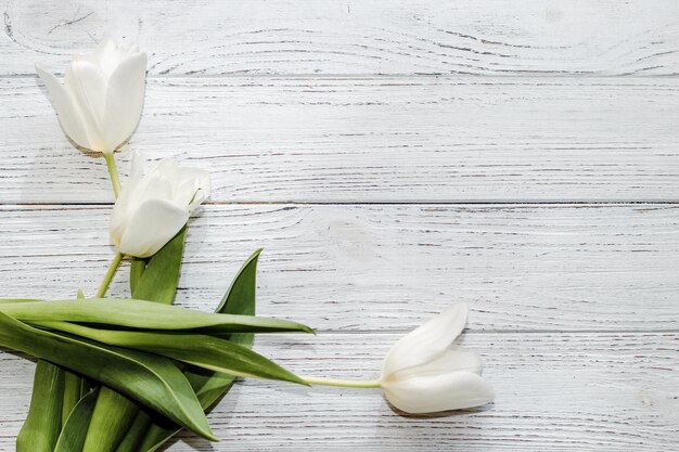 Bouquet of white tulips on a wooden white background space for text