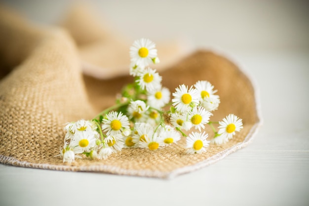 A bouquet of white uncultivated wild chamomile on a light wooden table