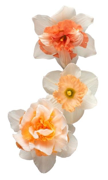 Bouquet of whiteorange daffodils flowers isolated on white background Flat lay top view