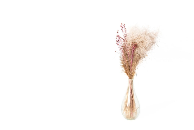 Bouquet of wild cane in a glass vase in the corner on a white isolated background