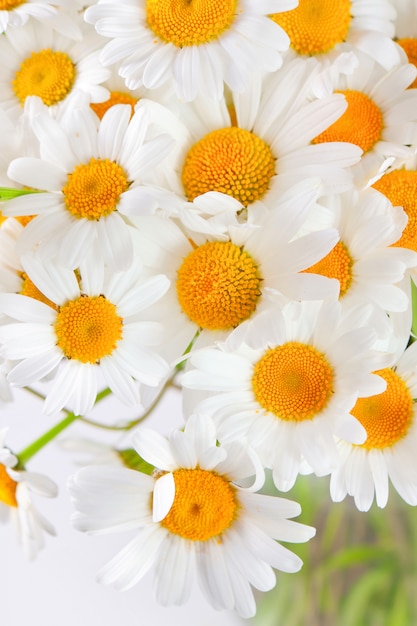 bouquet of wild daisies