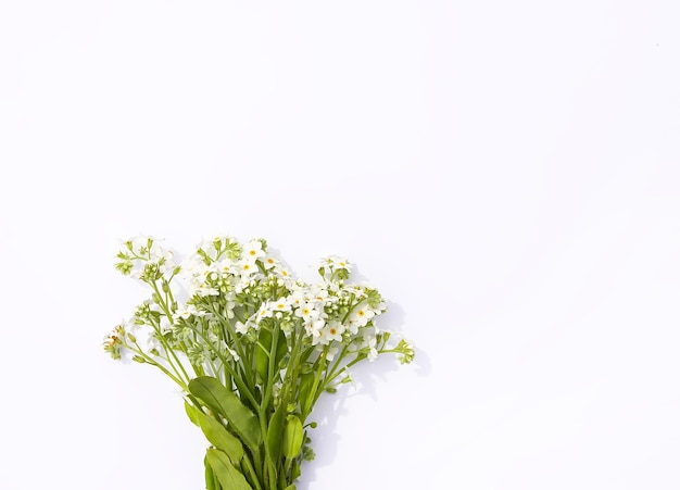 柔らかい紙の背景に野生の花の花束青と白の花とForgetmenot植物コピースペース花カードポスターバナーデザイン