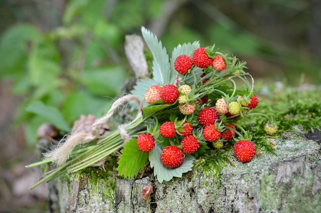 森の中の野生のイチゴのクローズアップの花束