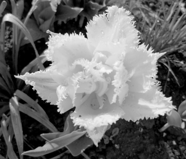 Bouquet wildflowers close up blooming in garden