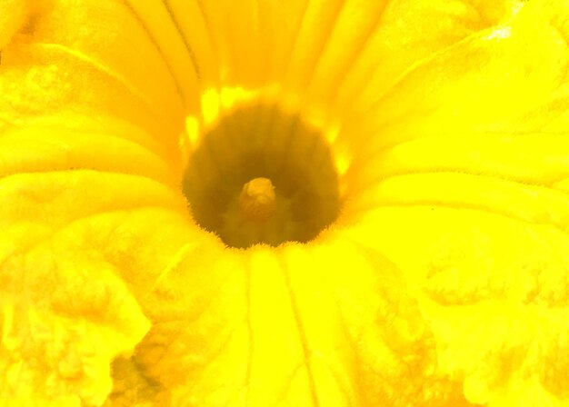 Photo bouquet wildflowers close up blooming in garden