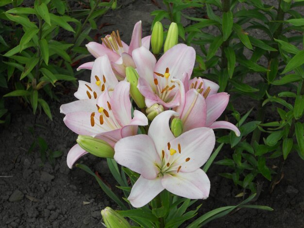 Foto bouquet di fiori di campo giglio che fiorisce nel giardino