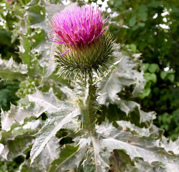 庭に咲く野生の花のとげのあるゴボウの花束