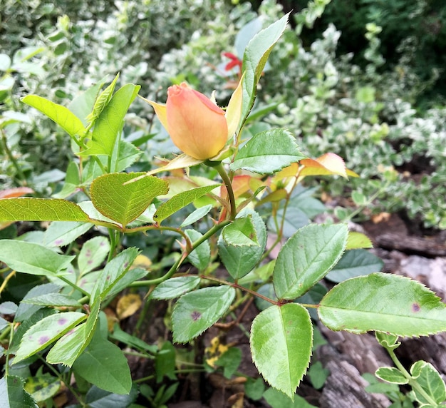 Photo bouquet wildflowers prickly rose blooming in garden with natural leaves bouquet wildflowers prickly rose blooming to rural garden outdoors floral bouquet wildflowers prickly rose blooming at garden