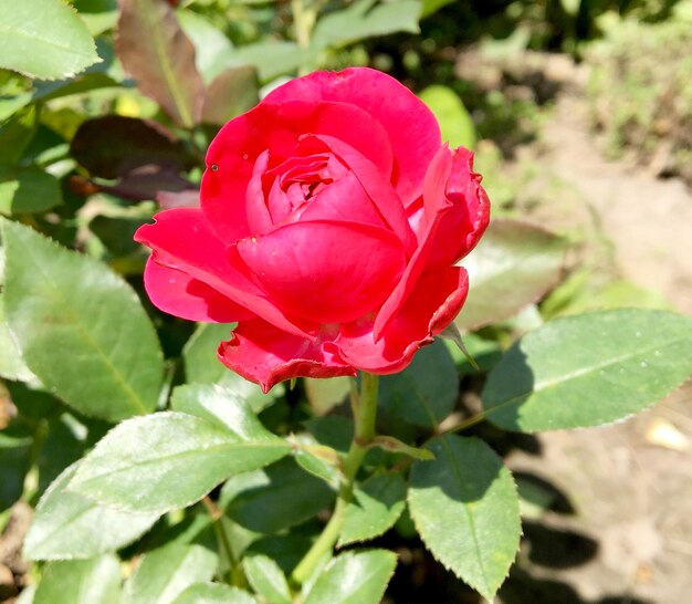 庭に咲く野生の花のとげのあるバラの花束